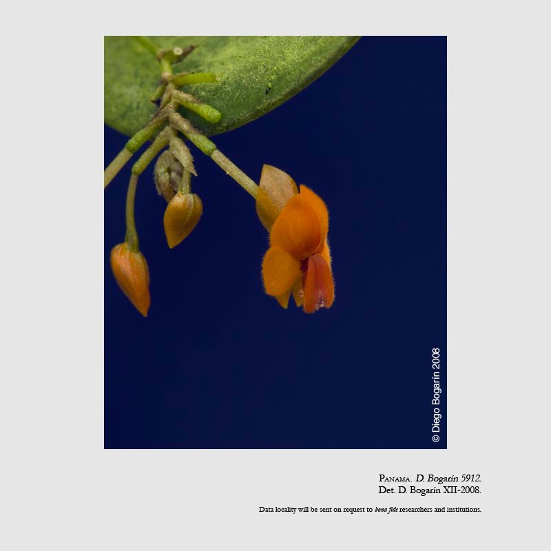 EPIDENDRA .:. Lepanthes fimbriata